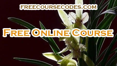 100% OFF 郭丙端国画水墨画兰花课程 Chinese Ink Painting-Orchid Course by Bingduan Coupon Code